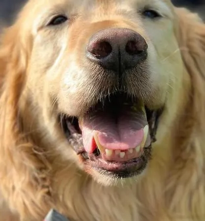 Mallo's Avec Parking Gratuit Et 2 Balcons Apartmán *