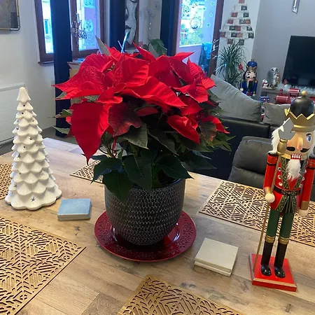 Mallo's Avec Parking Gratuit Et 2 Balcons Apartmán Colmar