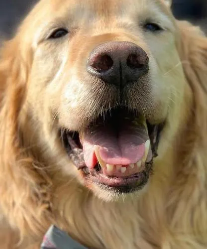 Mallo's Avec Parking Gratuit Et 2 Balcons Lejlighed *